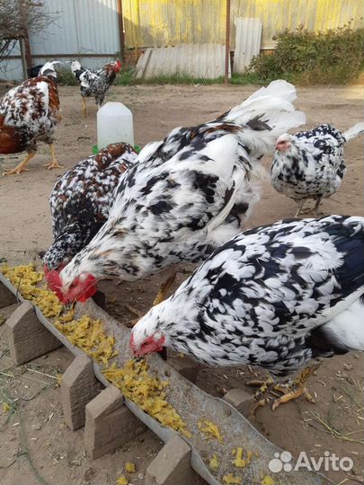 Куры молодки