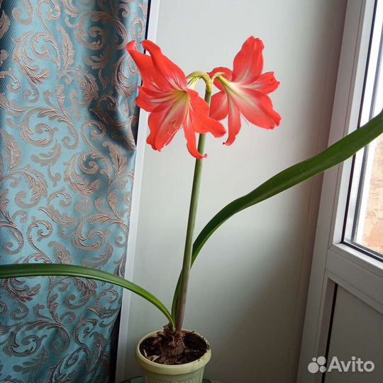 Гиппиаструм амарилис