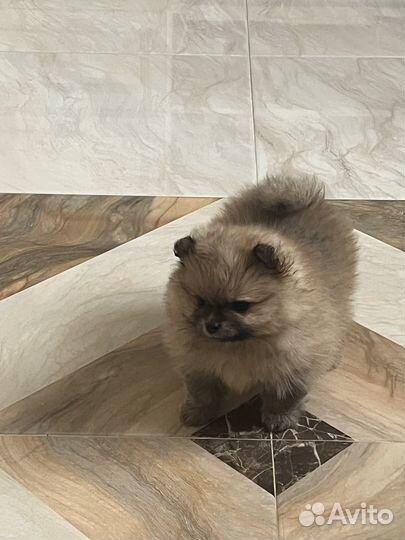 Карликовый шпиц девочка