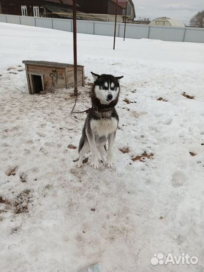 Сибирский хаски