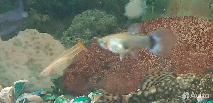 Гуппи взрослые