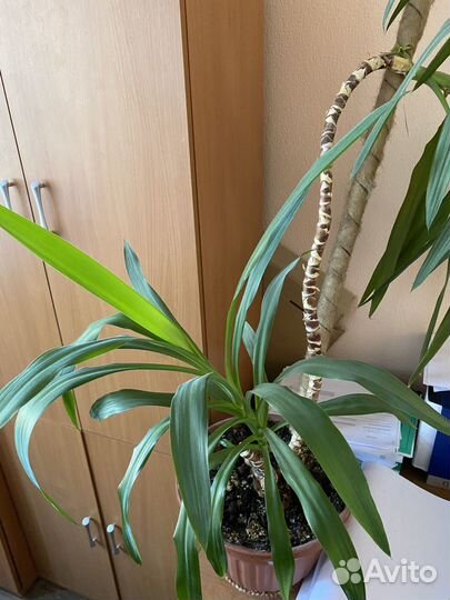 Пальма юкка