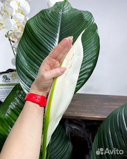 Спатифиллум сенсация под заказ