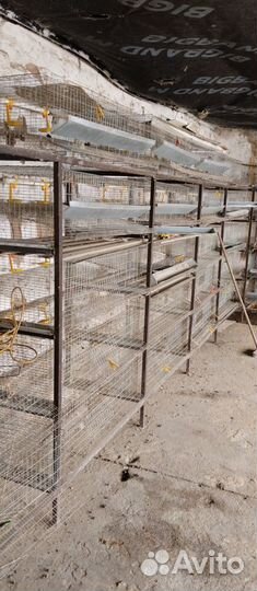 Перепелиные клетки