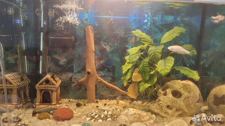 Аквариум