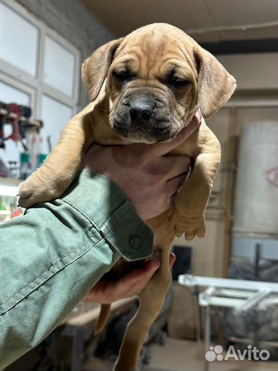 Щенки бультерьера