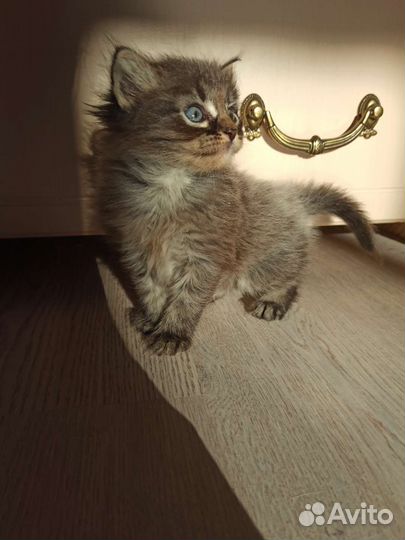Котята