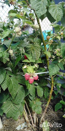 Малина сорт Карамелька