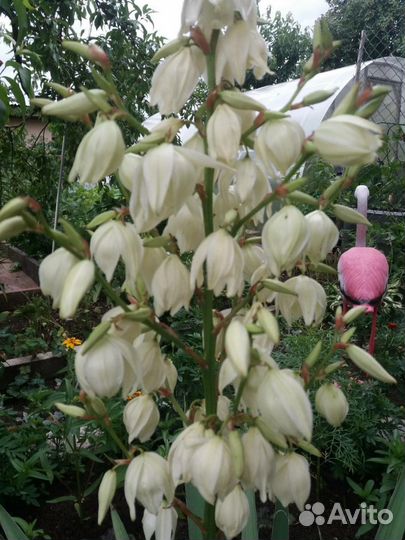 Юкка нитчатая садовая