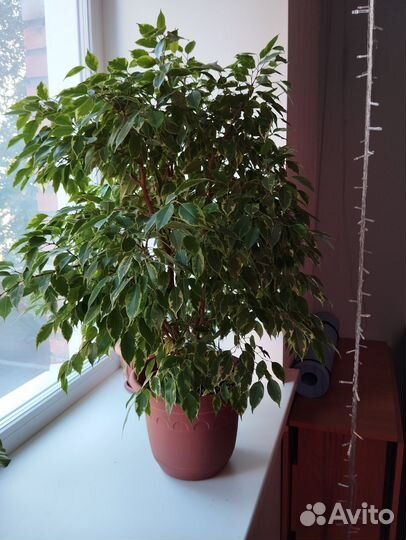 Бенджамина