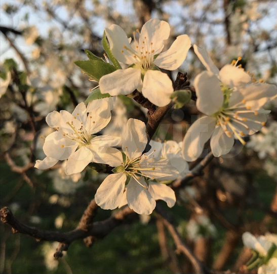 Участок 45 сот. (ИЖС)