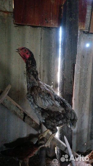 Бойцовые куры