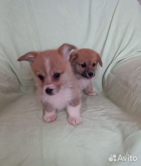Щенки вельш-корги пемброк,девочки