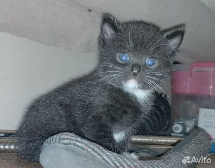 Отдам в добрые руки