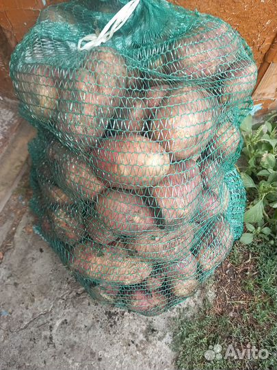 Картофель крупный