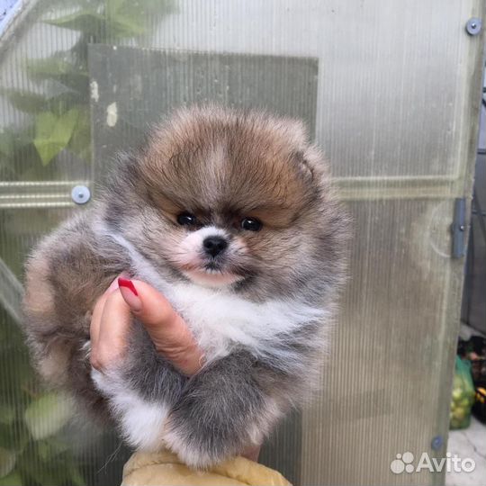 Вязка собак шпиц