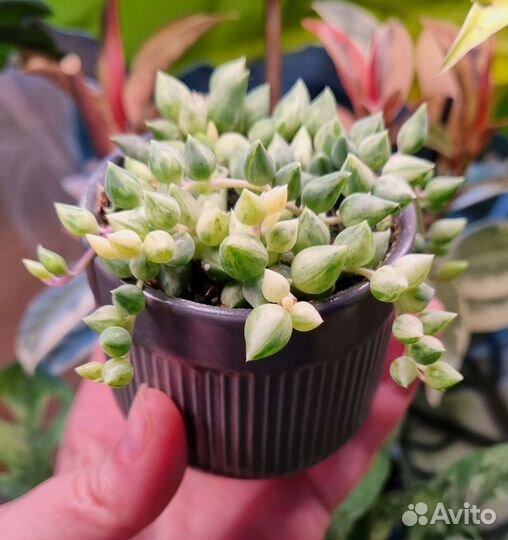 Срезы редких комнатных растений