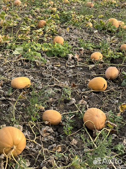 Тыква витаминная