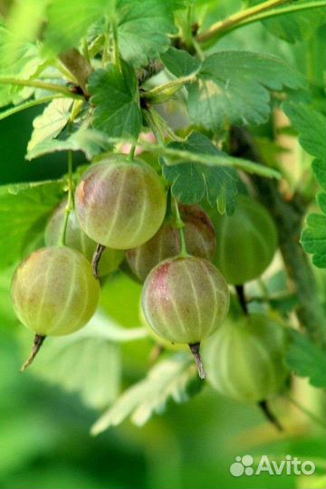 Крыжовник саженцы