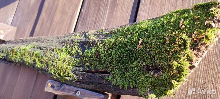 Коряга для декора