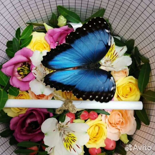 Живые бабочки и куколки