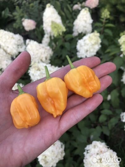 Семена острого перца