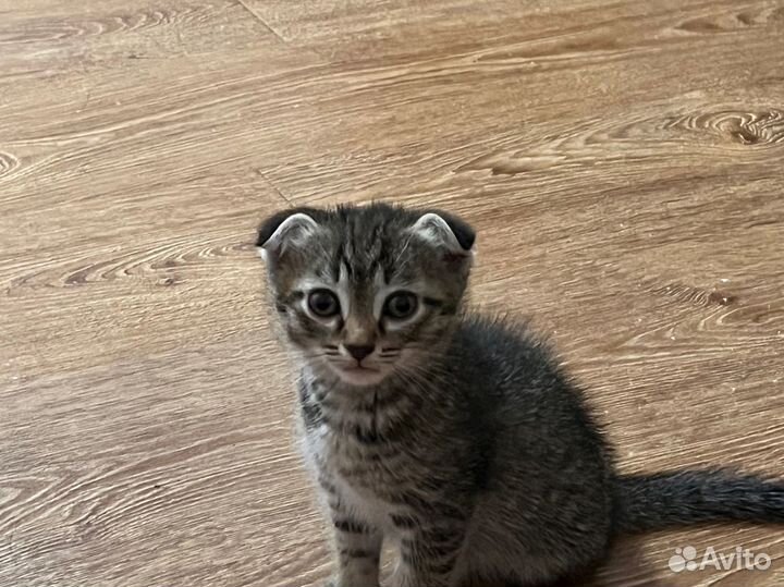 Котенок мальчик бесплатно
