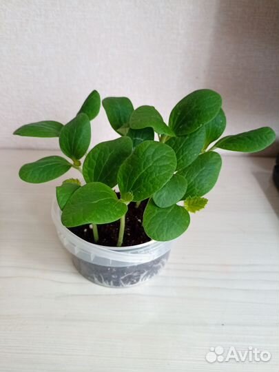 Кабачки рассада