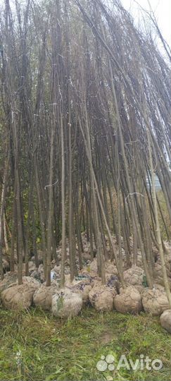 Липа мелколистная