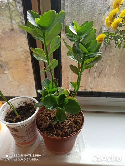 Бегония декоративная, Каланхоэ жёлтый, колеус