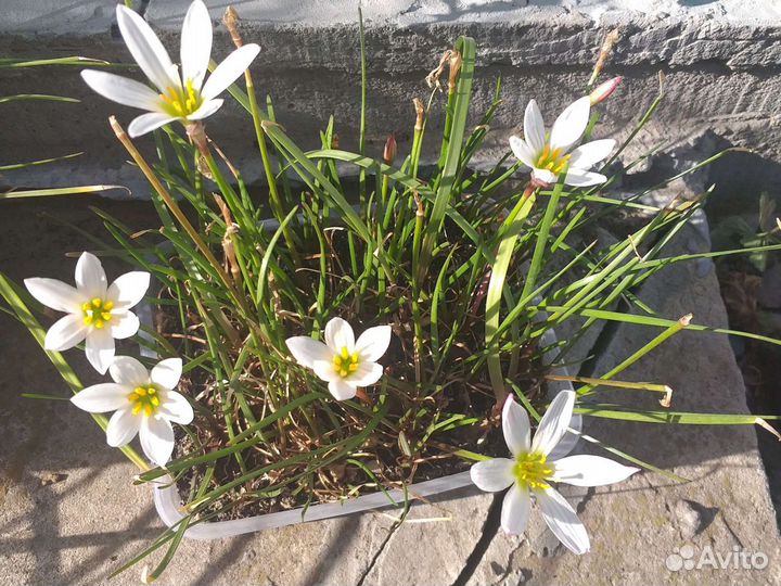 Комнатные цветы