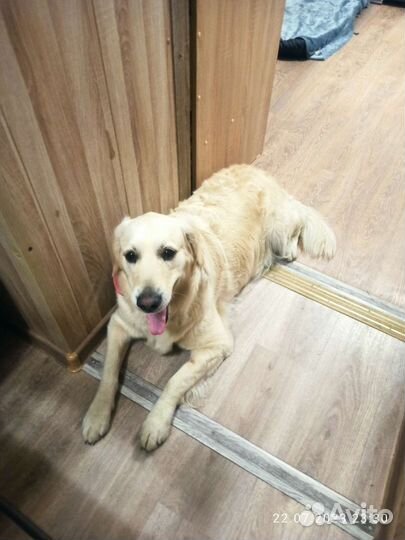 Домашняя гостиница для собак и кошек