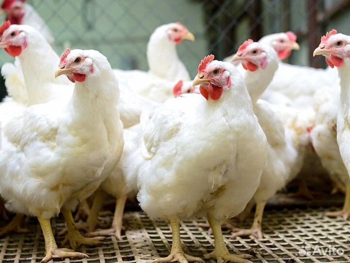 Куры Несушки, Бесплатная доставка