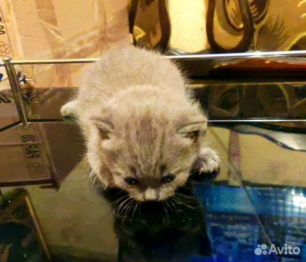 Шотландская девочка