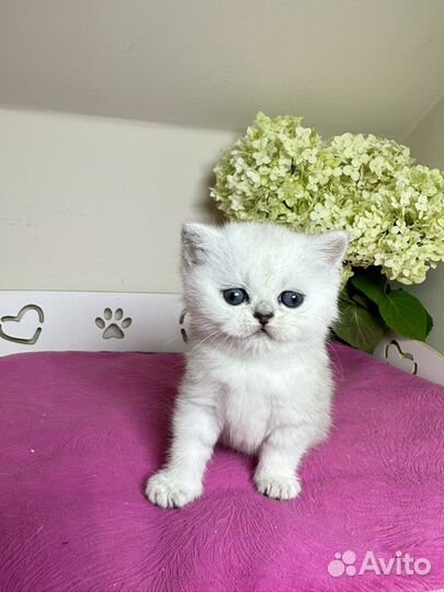 Шиншилловые девочки прямоушки и вислоушки