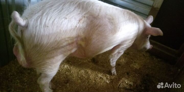 Молодой рабочий хряк осеменитель