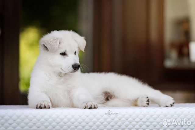 Супер щенки Белой Швейцарской Овчарки объявление продам