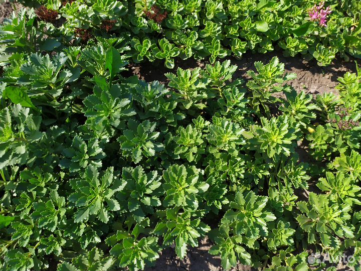 Очиток желтый и розовый, почвопокровник