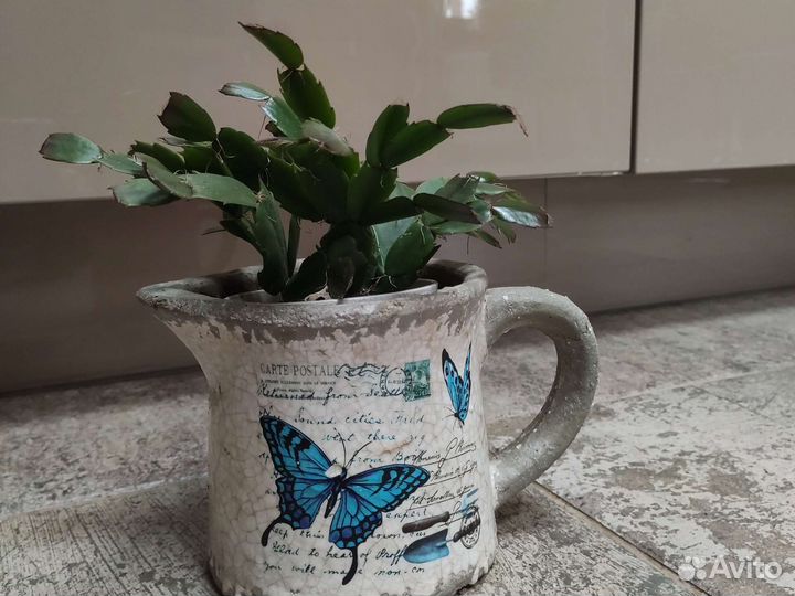 Кашпо и декабрист, цветочная композиция