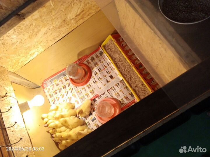 Мускусные утята