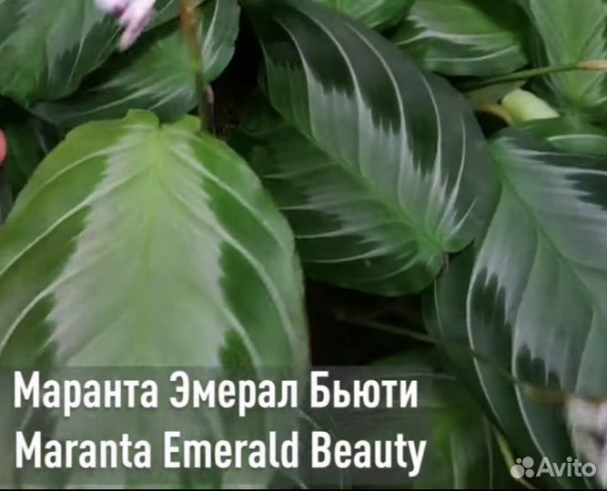 Маранта эмерал бьюти
