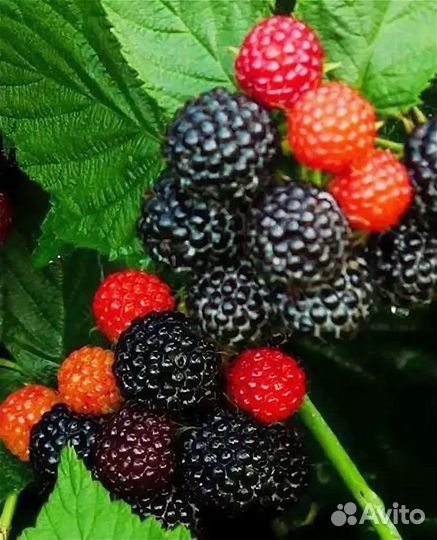 Малина чёрная Black Jewel