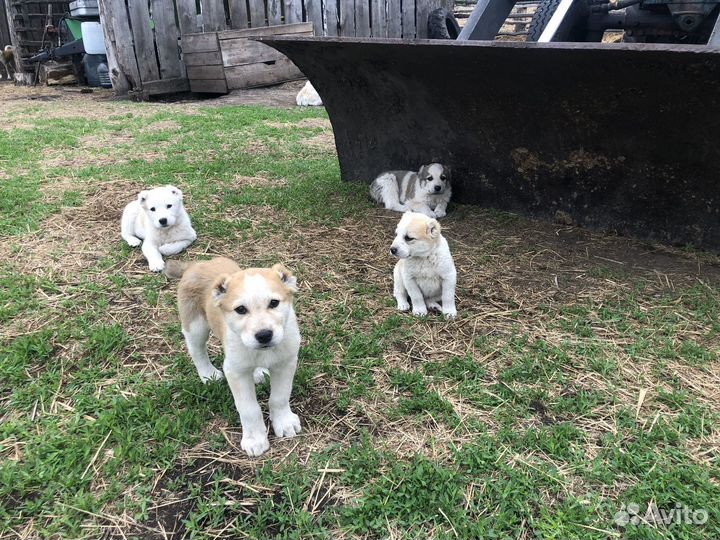 Щенки алабая