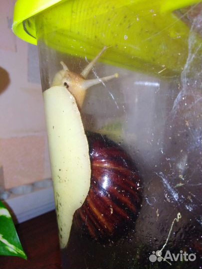 Улитка ахитина