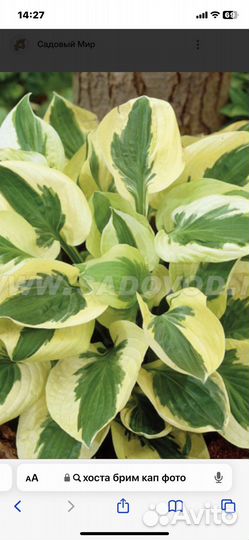 Хоста брим кап