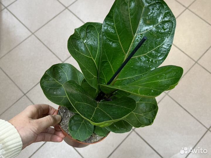 Фикус лирата бамбино Н30