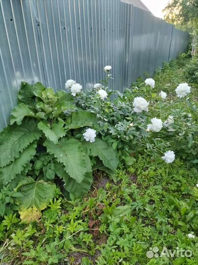 Пионы сортовые саженцы Сара Бернар, белые