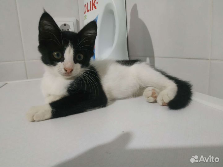 Кошка в дар