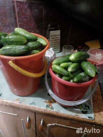 Огурцы свежие домашние
