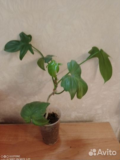 Набор комнатных растений